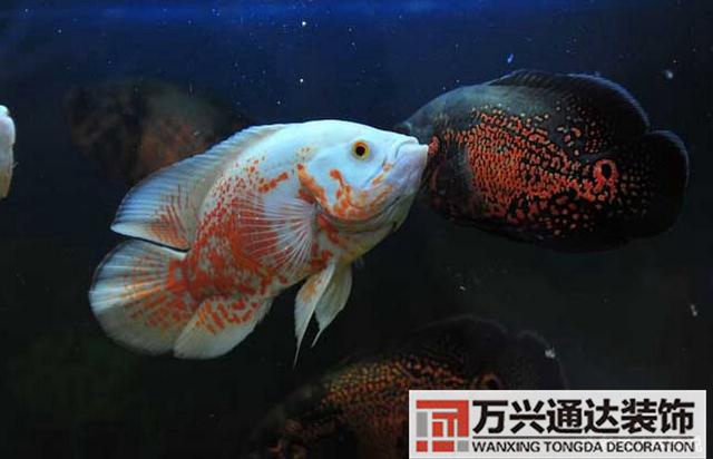 風水魚搭配風水魚搭配方案