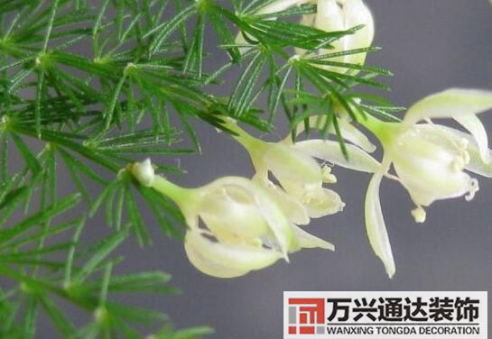 文竹開花風水文竹開花什么樣的