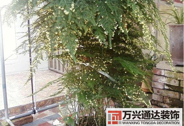 文竹開花風水文竹開花什么樣的