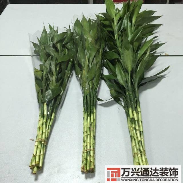 風水家里養(yǎng)什么花好在風水上家里養(yǎng)什么花最好