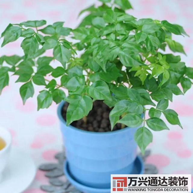 風水家里養(yǎng)什么花好在風水上家里養(yǎng)什么花最好