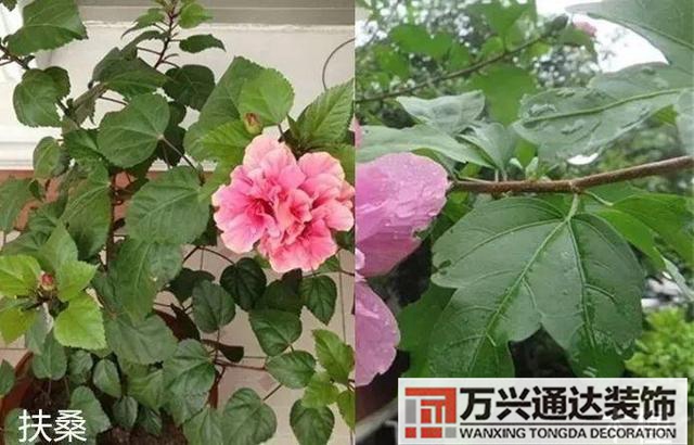 木槿樹風水木槿花 風水