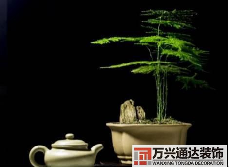 長壽花風(fēng)水家里適合養(yǎng)長壽花風(fēng)水