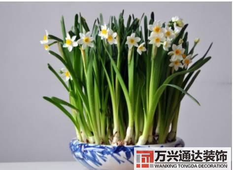 長壽花風(fēng)水家里適合養(yǎng)長壽花風(fēng)水