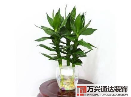 長壽花風(fēng)水家里適合養(yǎng)長壽花風(fēng)水